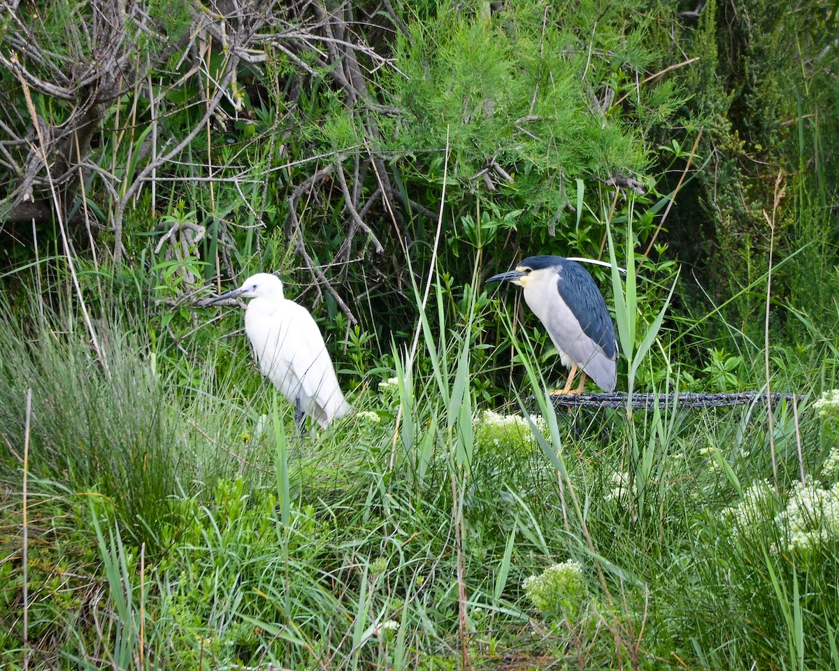 אנפת לילה - ML649131941