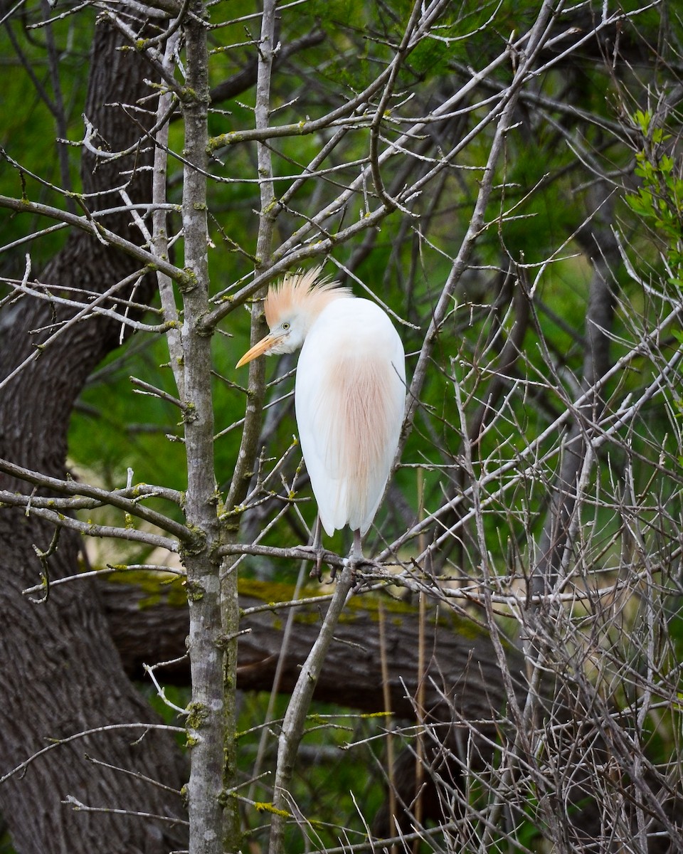 אנפית בקר מערבית - ML649131944