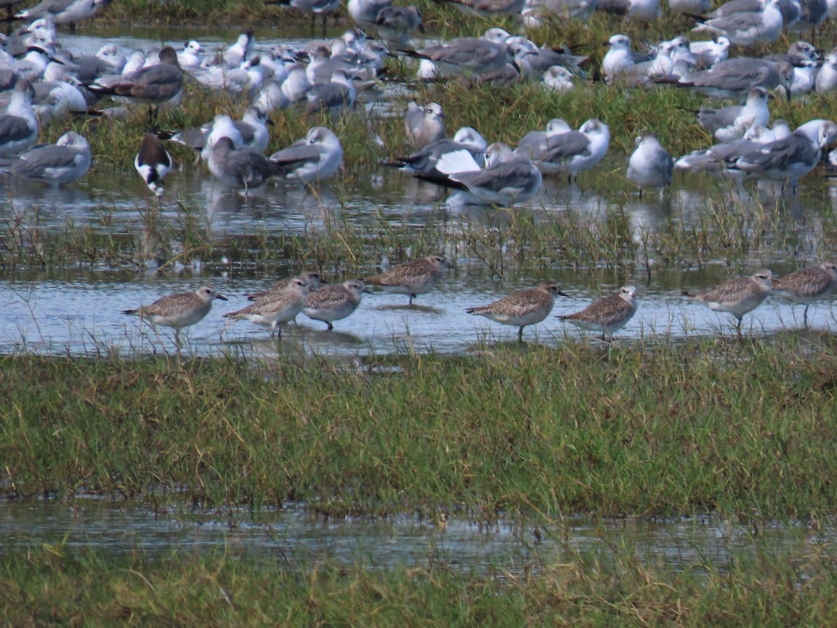 חופזי מנומר - ML649131959