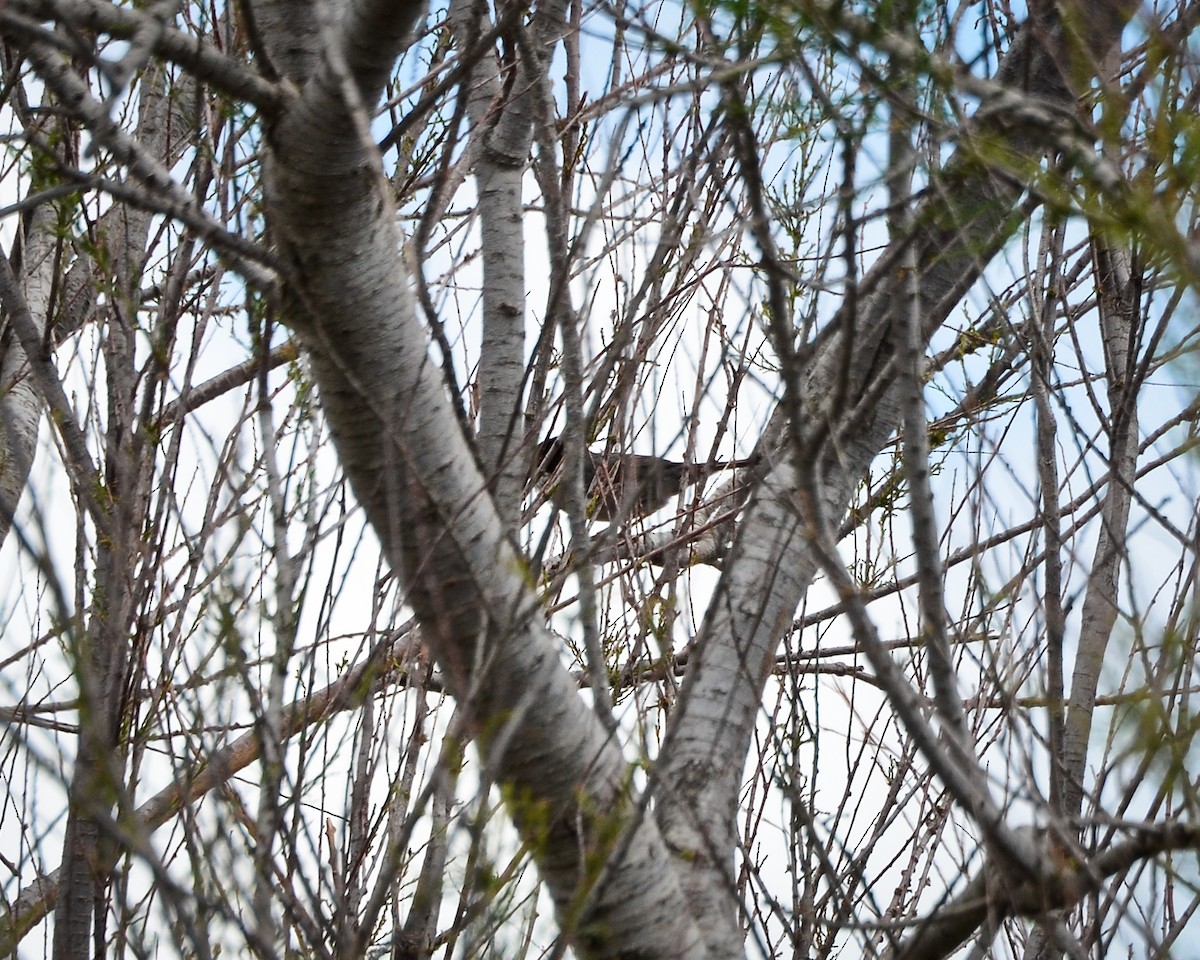 סבכי שחור-ראש - ML649132006