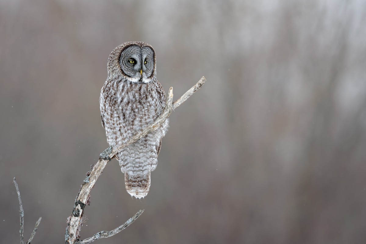 Great Gray Owl - ML649132100