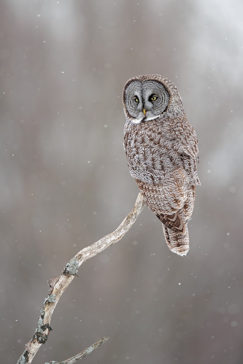Great Gray Owl - ML649132101