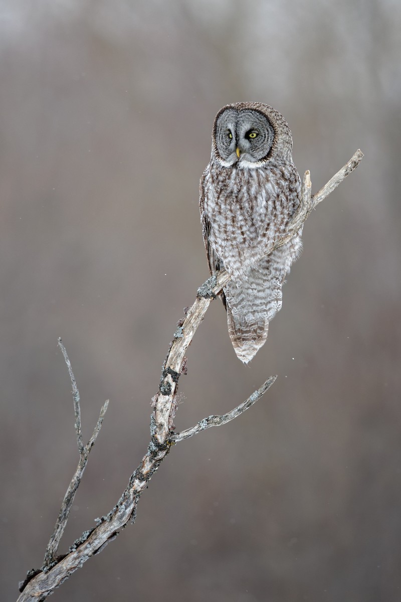Great Gray Owl - ML649132102