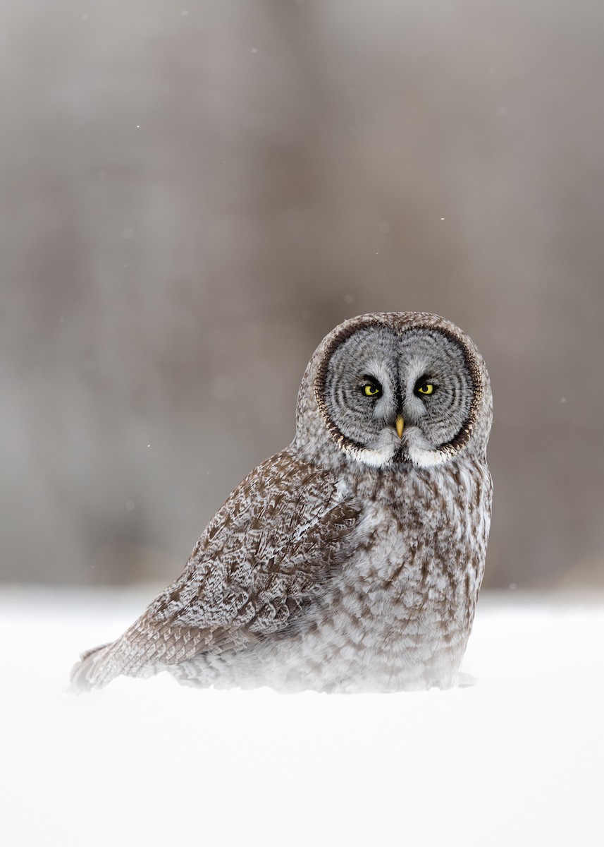 Great Gray Owl - ML649132103