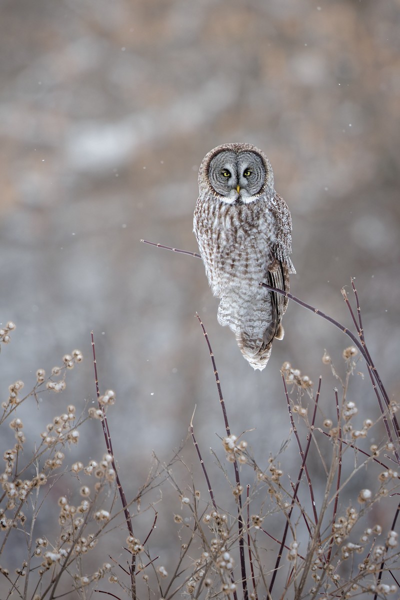 Great Gray Owl - ML649132104