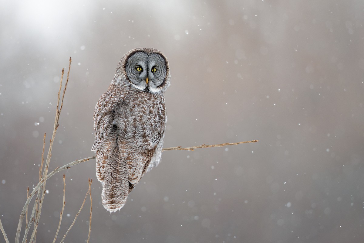 Great Gray Owl - ML649132105