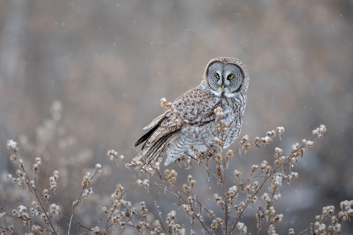 Great Gray Owl - ML649132106