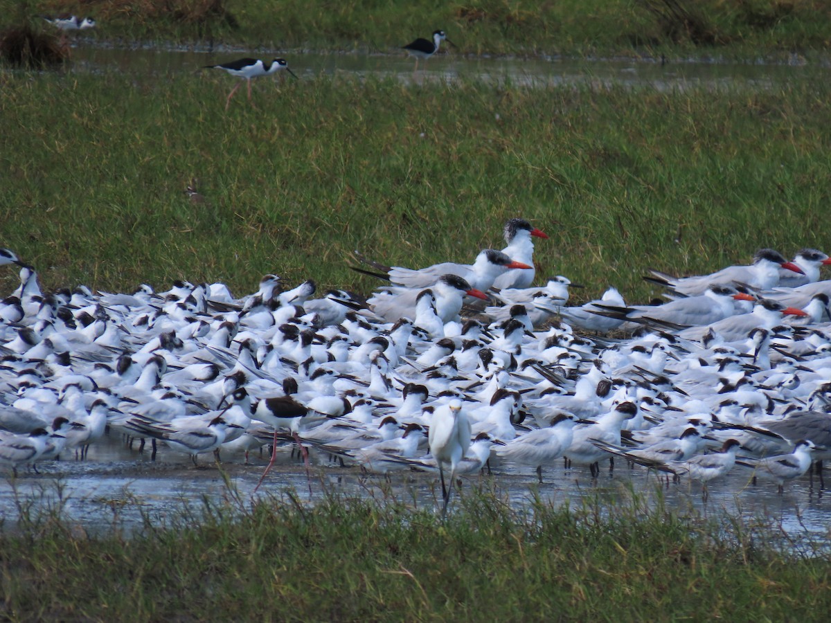 שחפית שחורת-מקור - ML649132322