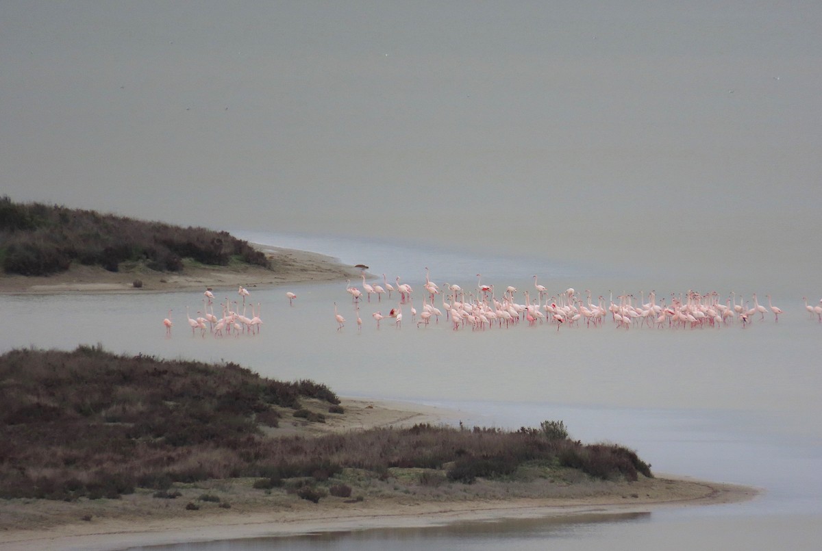 Lesser Flamingo - ML649132432