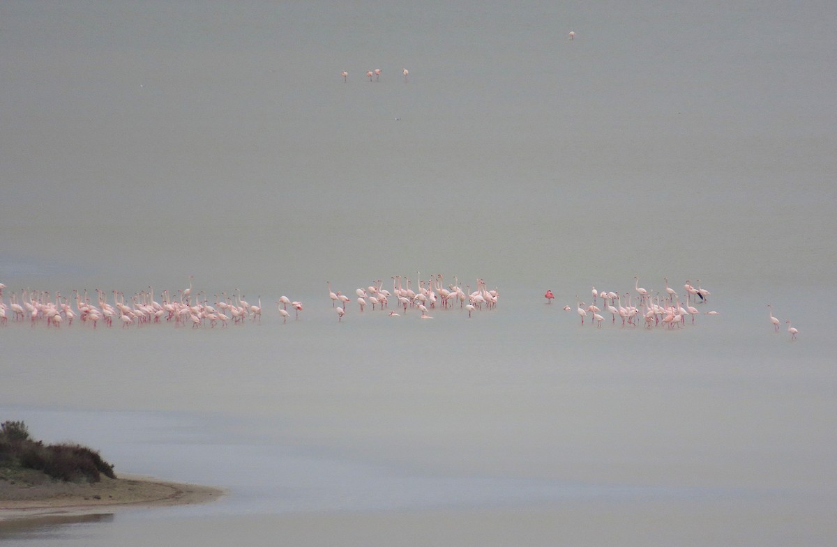 Lesser Flamingo - ML649132433