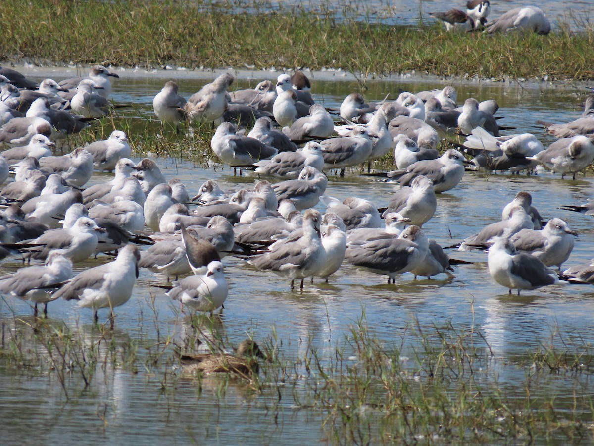 שחף צוחק - ML649132446