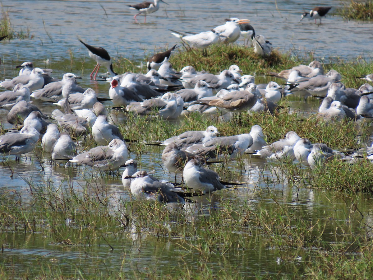 שחף צוחק - ML649132464
