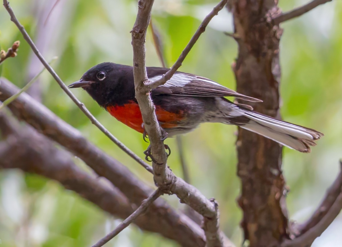 Чернітка білокрила - ML649132899