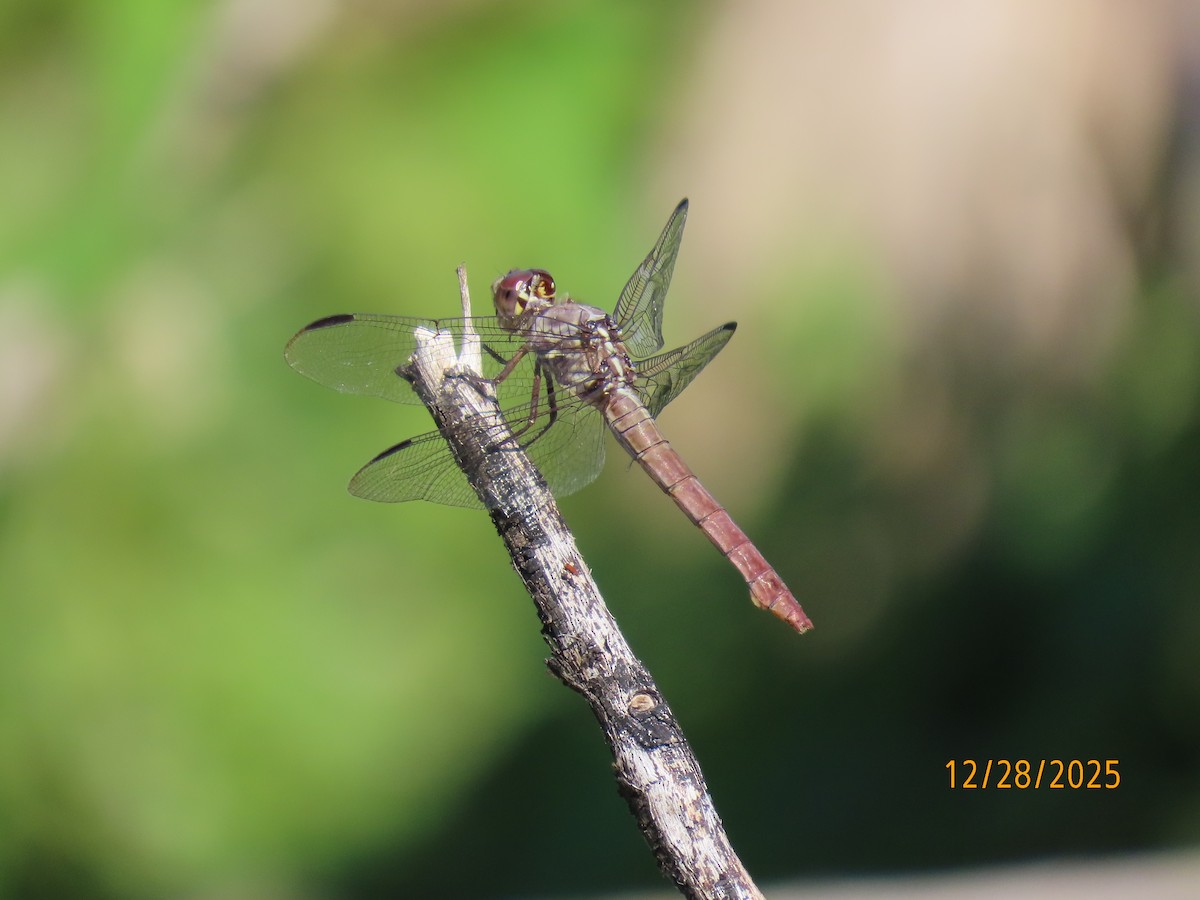 Roseate Skimmer - ML649132995