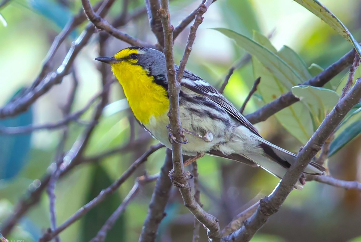 Пісняр-лісовик південний - ML649133031