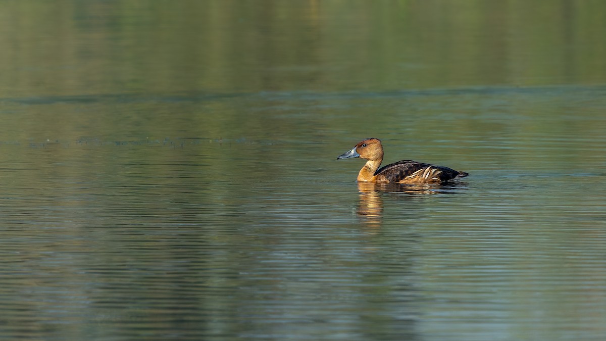 eBird Checklist - 17 Jan 2026 - Bethamangala Reservoir-- Hangala - 95 ...