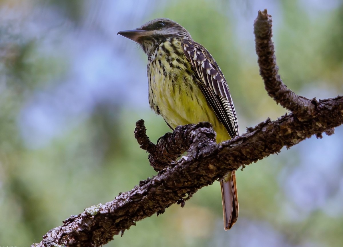 Тиран жовточеревий - ML649133258