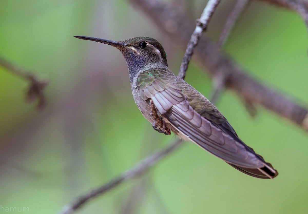 Колібрі-самоцвіт синьогорлий - ML649133436