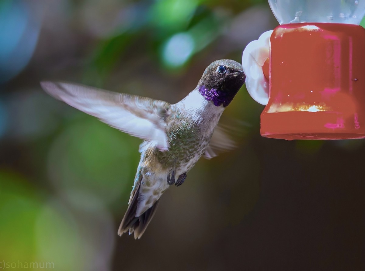 Колібрі фіолетовогорлий - ML649133619