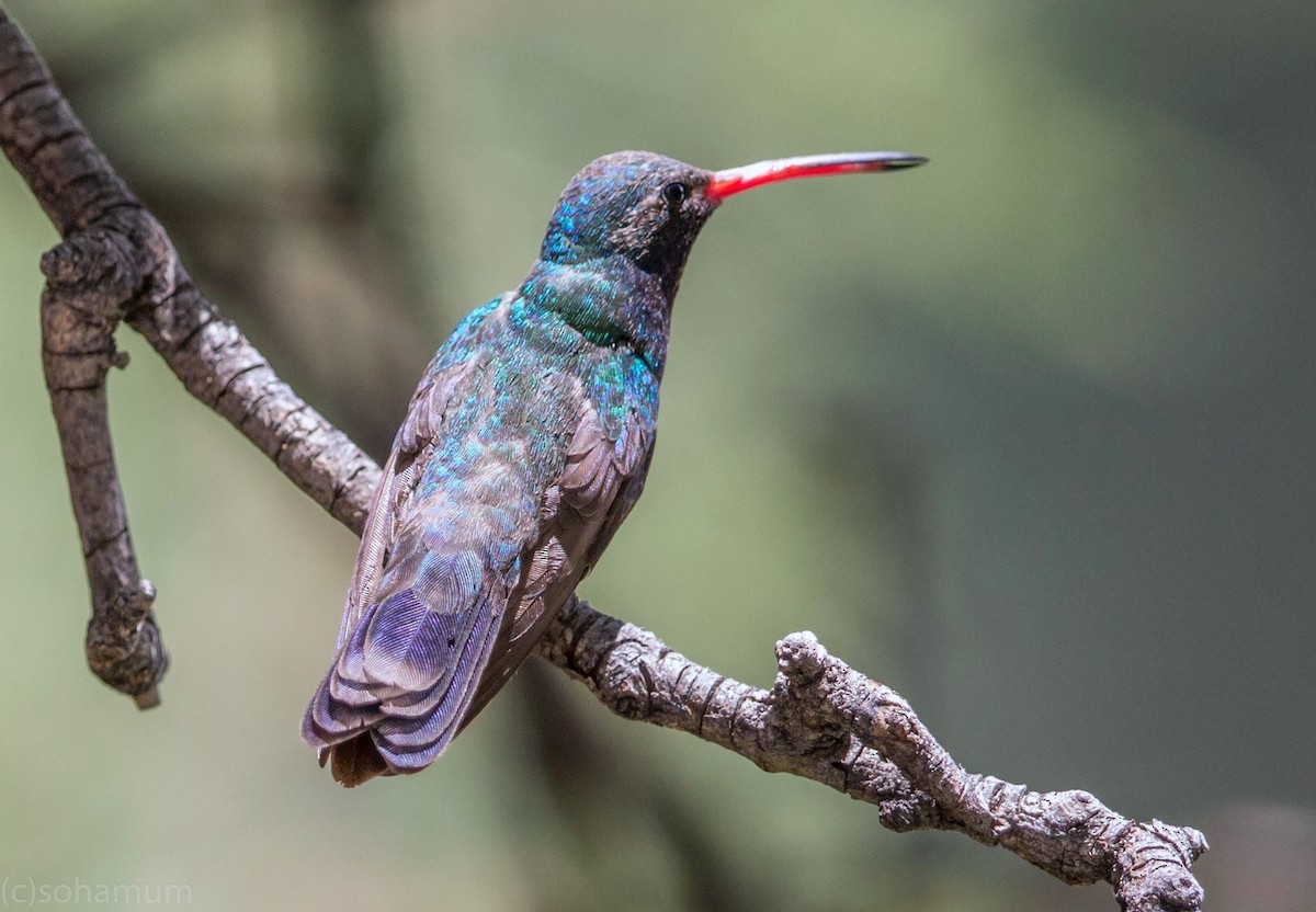 Цинантус синьогорлий - ML649133672