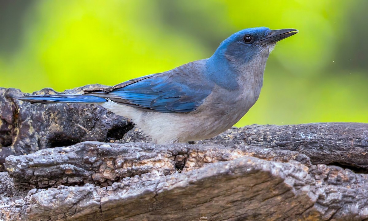 Сойка сіровола - ML649133849