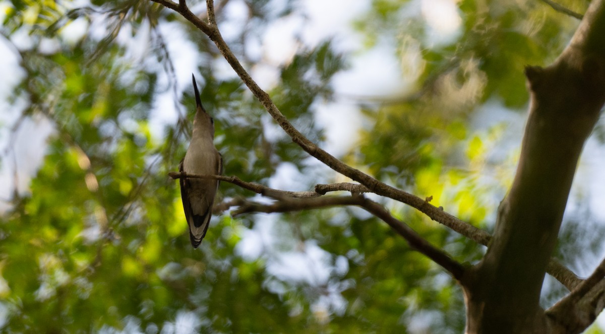 Wedge-tailed Sabrewing - ML649134230