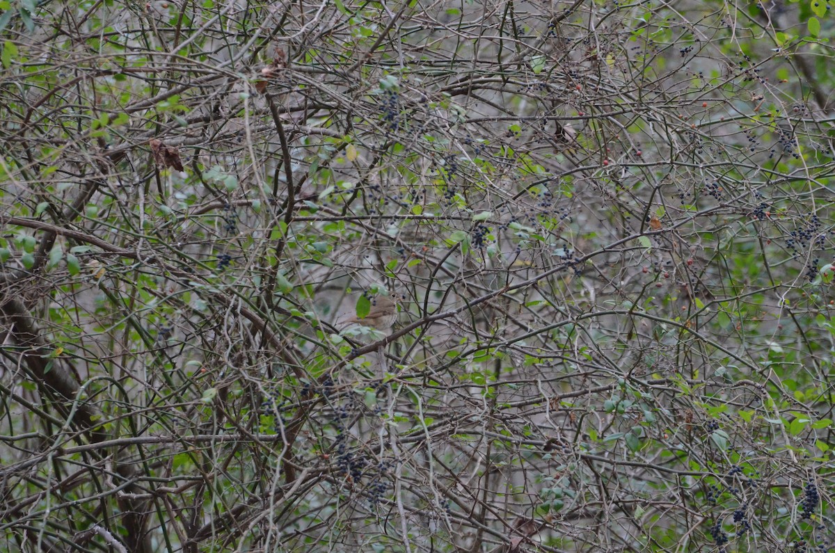 Hermit Thrush - ML649135092