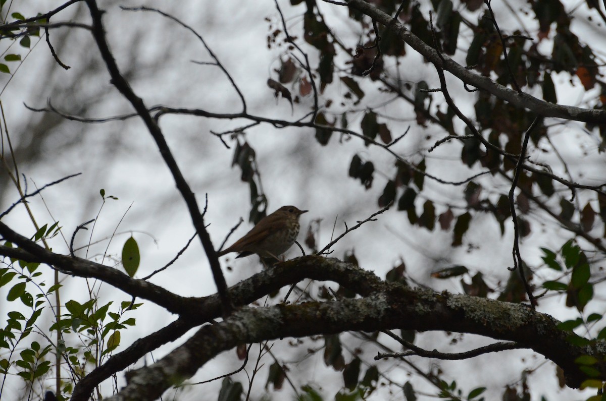 Hermit Thrush - ML649135116