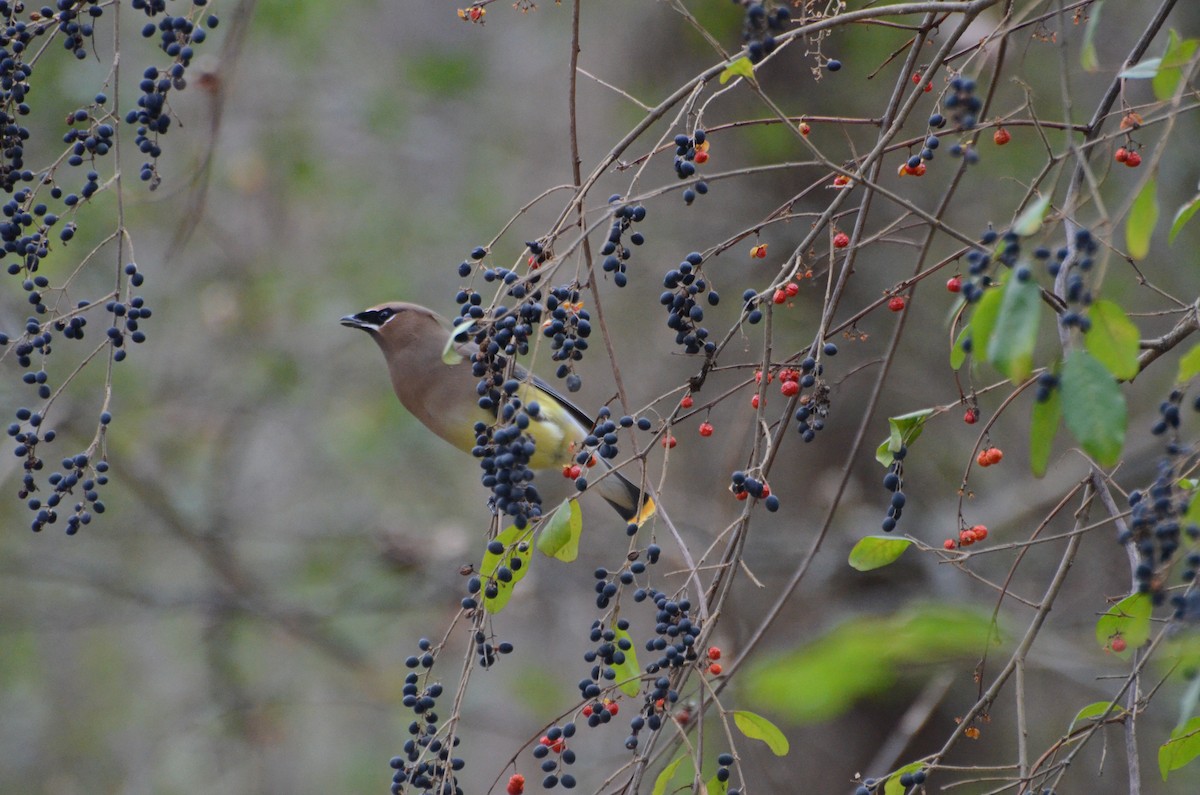 Cedar Waxwing - ML649135122
