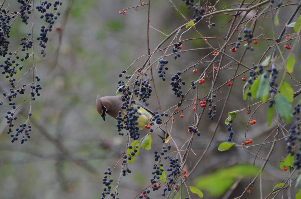 Cedar Waxwing - ML649135139