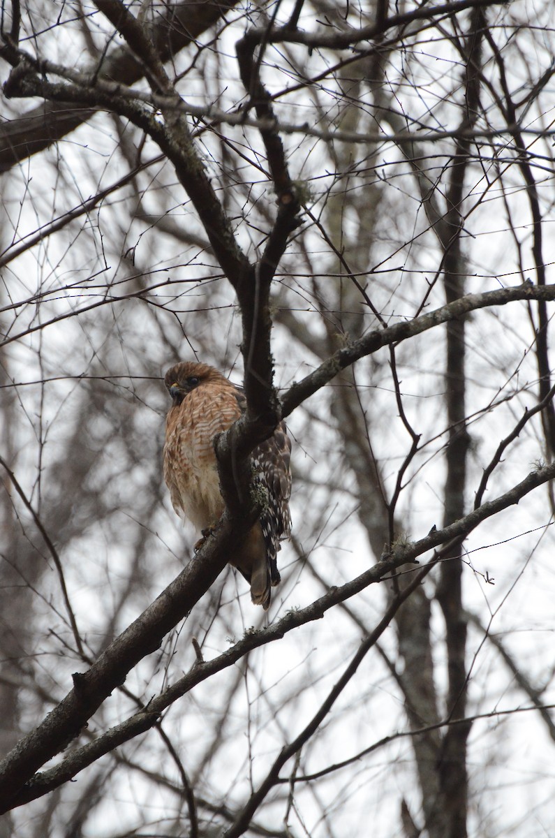 Red-shouldered Hawk - ML649135149