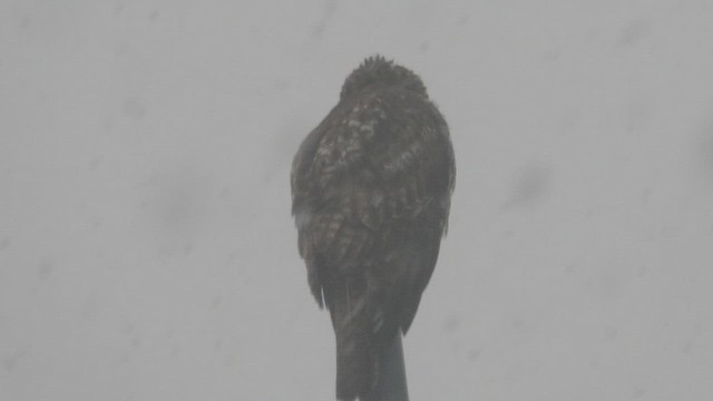 káně rudochvostá (ssp. borealis) - ML649135430