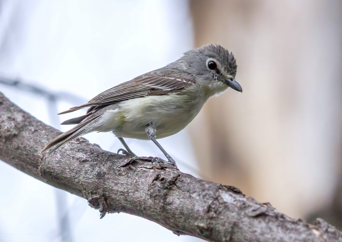 Віреон попелястий - ML649135611