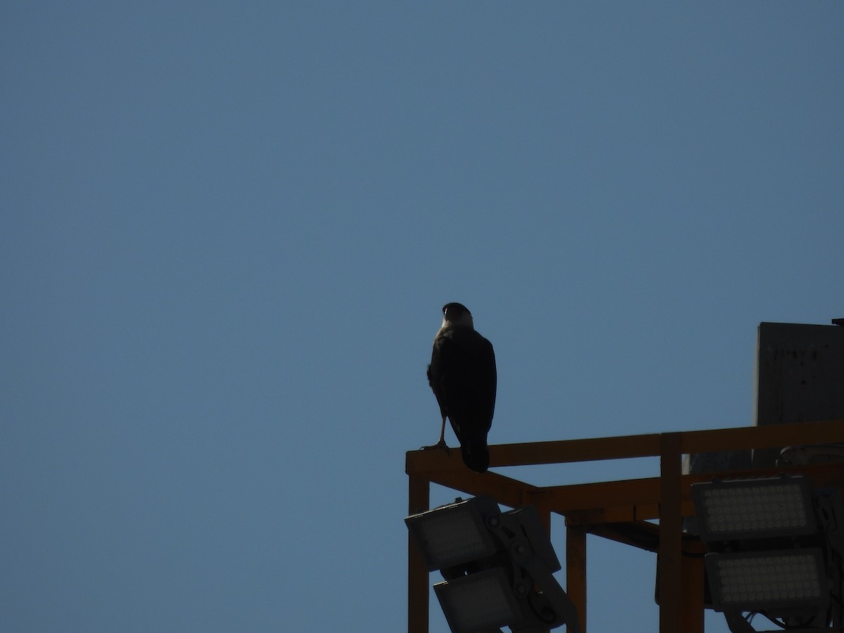 Crested Caracara (Northern) - Kevin Rohling