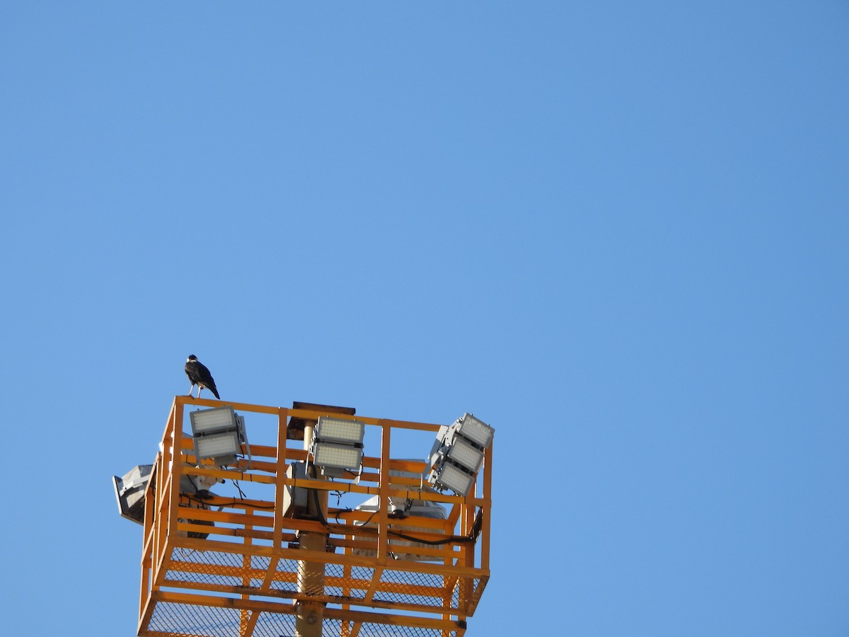 Crested Caracara (Northern) - Kevin Rohling