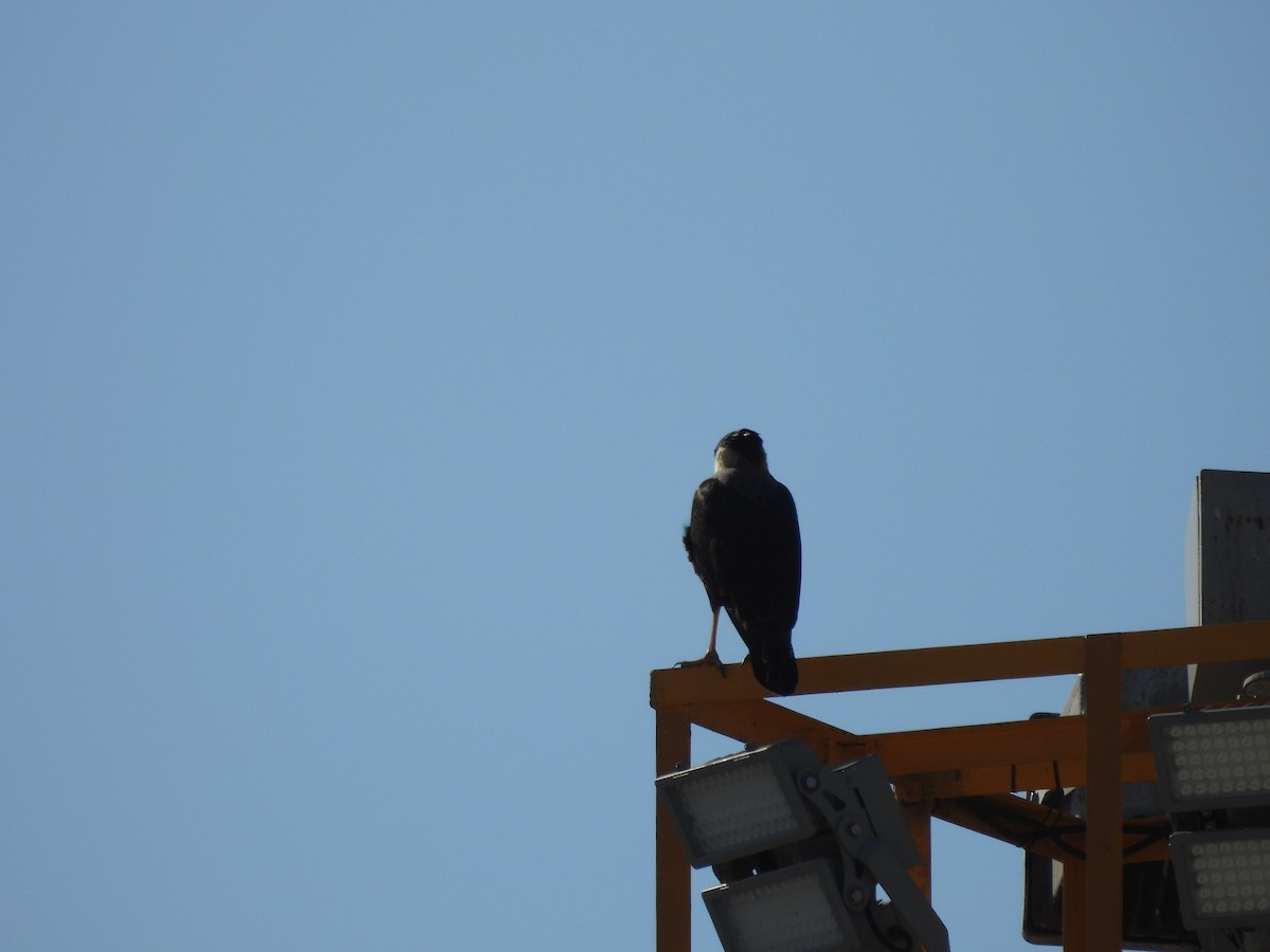 ミナミカラカラ（cheriway ） - ML649135644