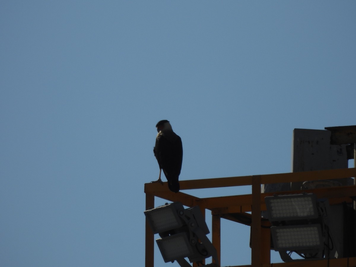 Crested Caracara (Northern) - Kevin Rohling