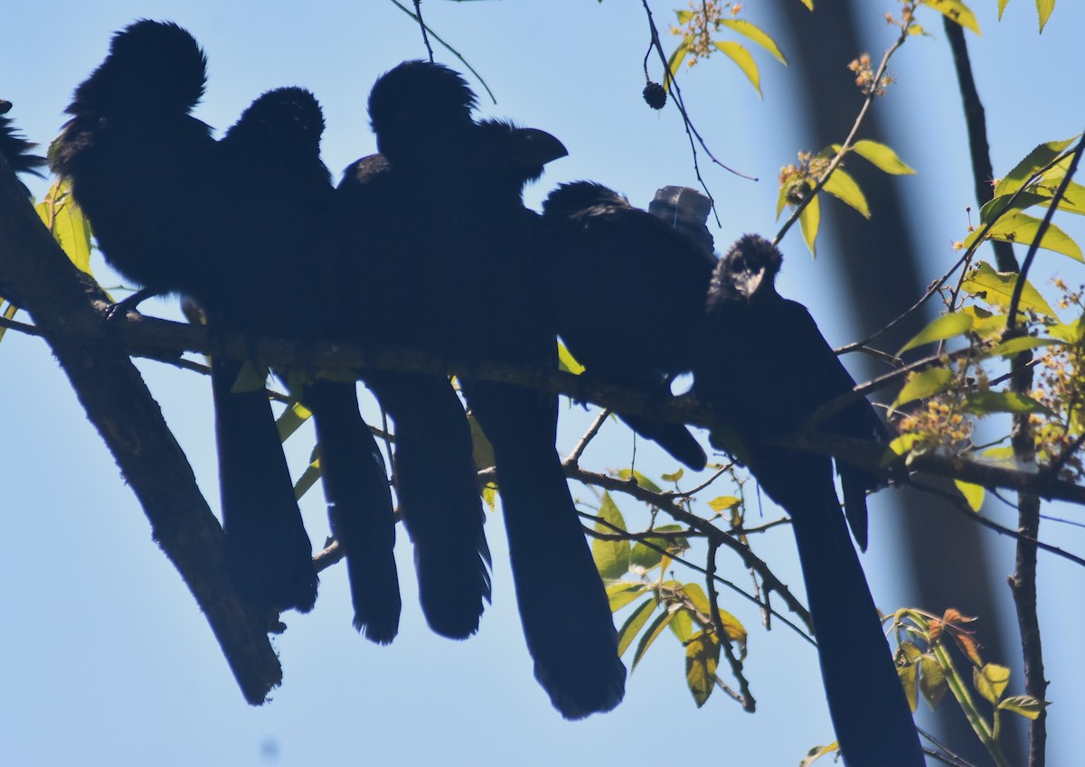 Морщинистоклювая ани - ML649135685