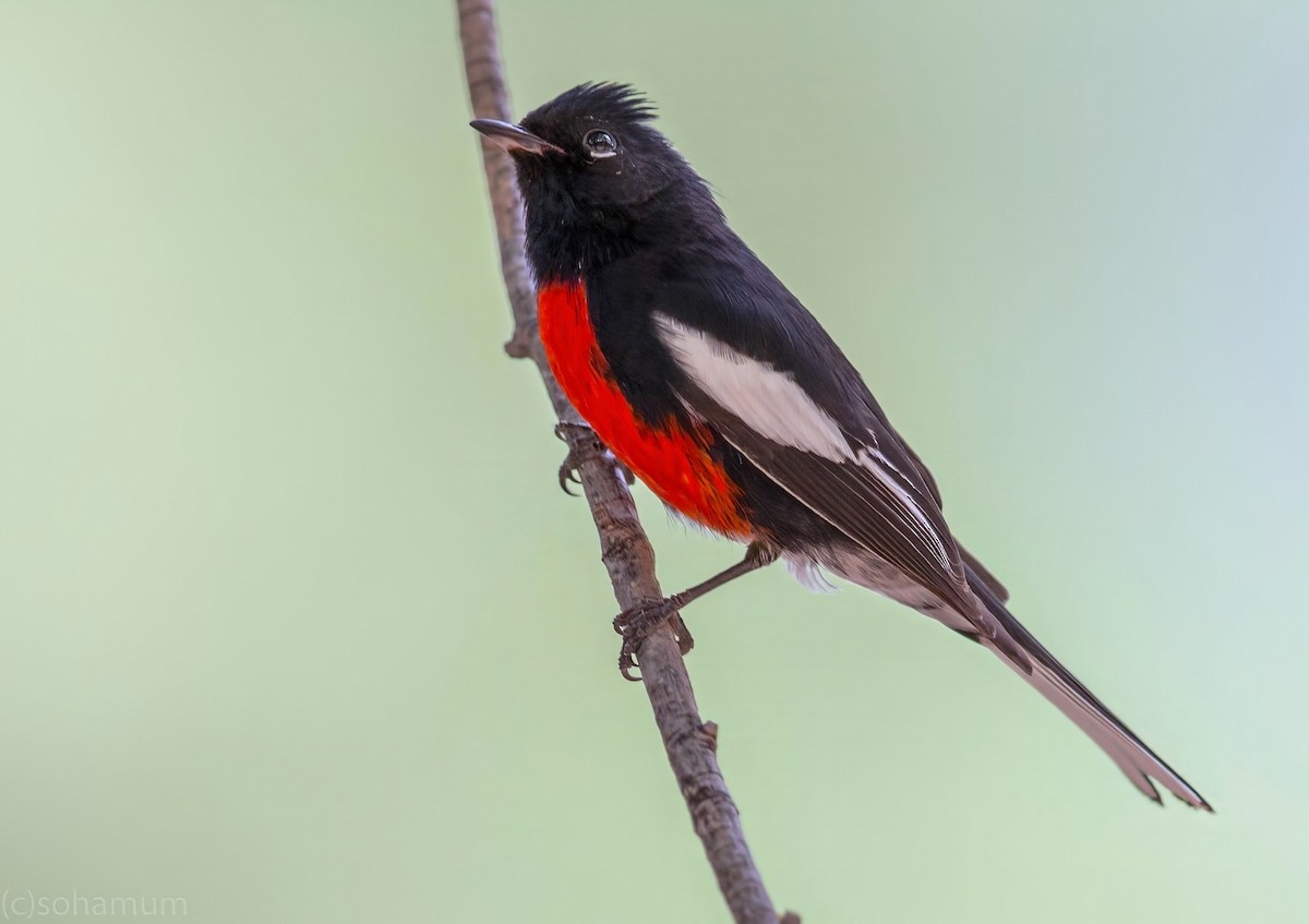 Чернітка білокрила - ML649135695