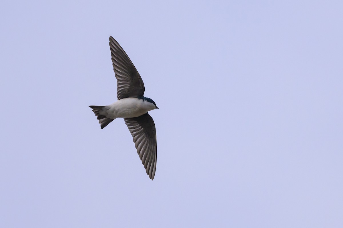 ミドリツバメ - ML649135745