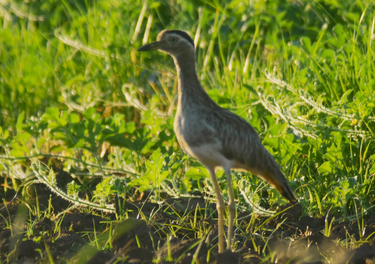 Двухполосая авдотка - ML649135754