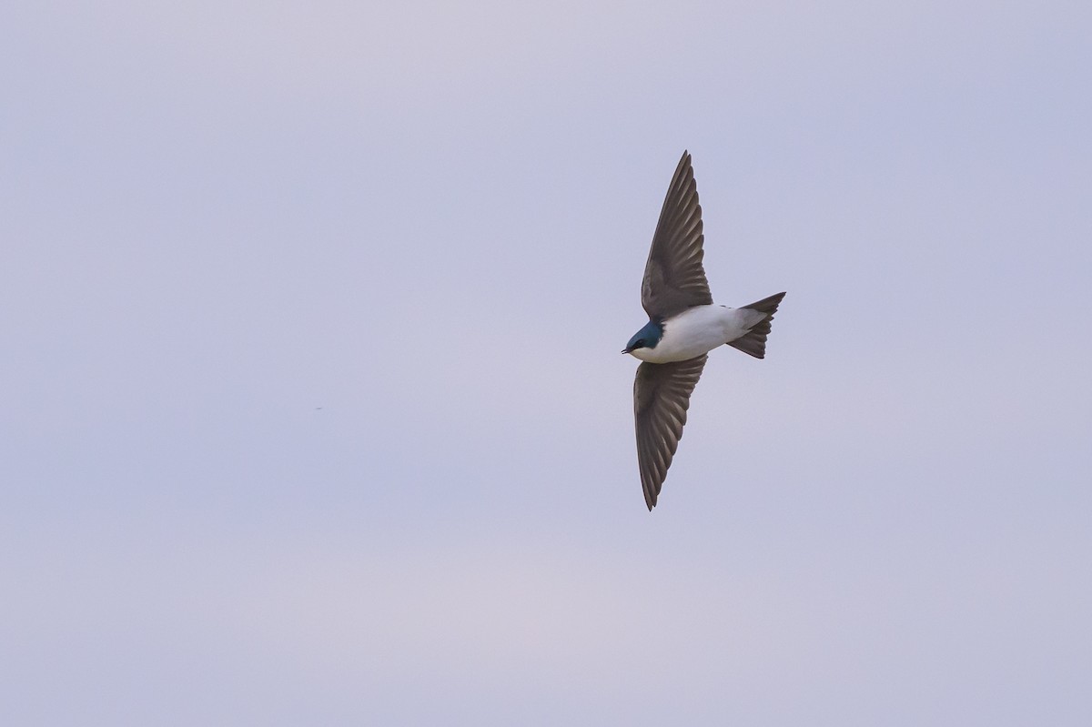 ミドリツバメ - ML649135766