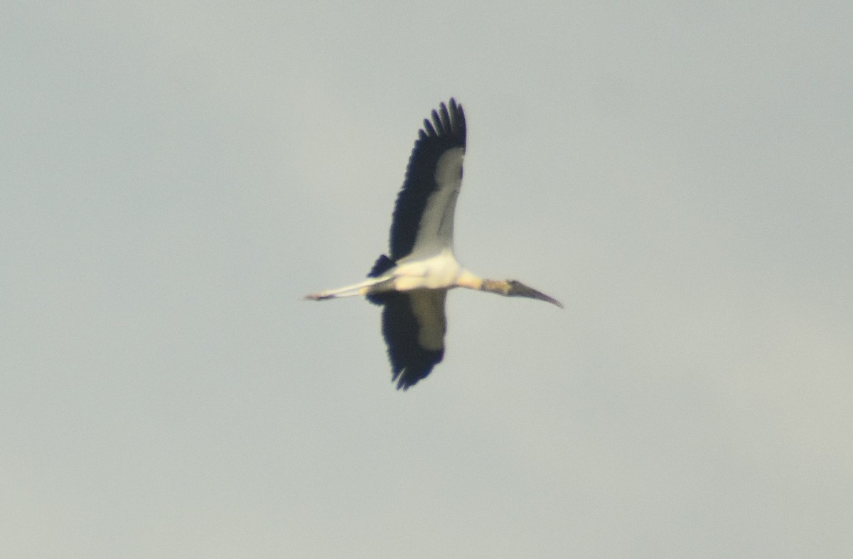 Американский клювач - ML649135797