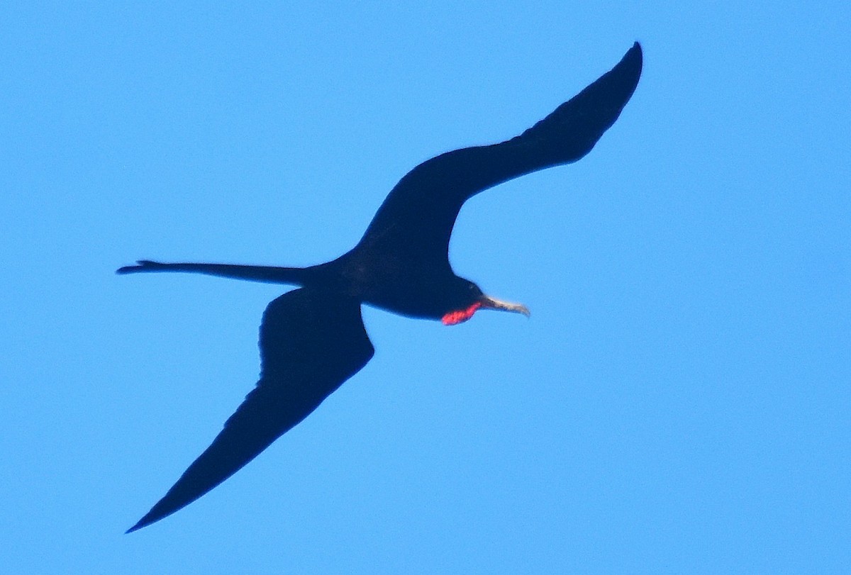 Великолепный фрегат - ML649135820