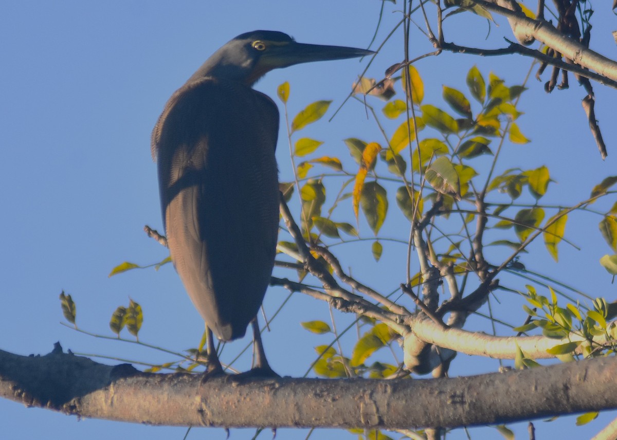 Мексиканская тигровая выпь - ML649135840