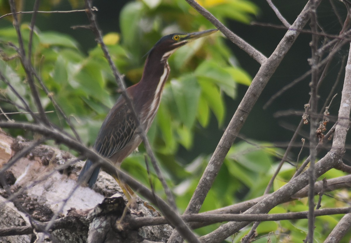 Зеленоспинная цапля - ML649135867