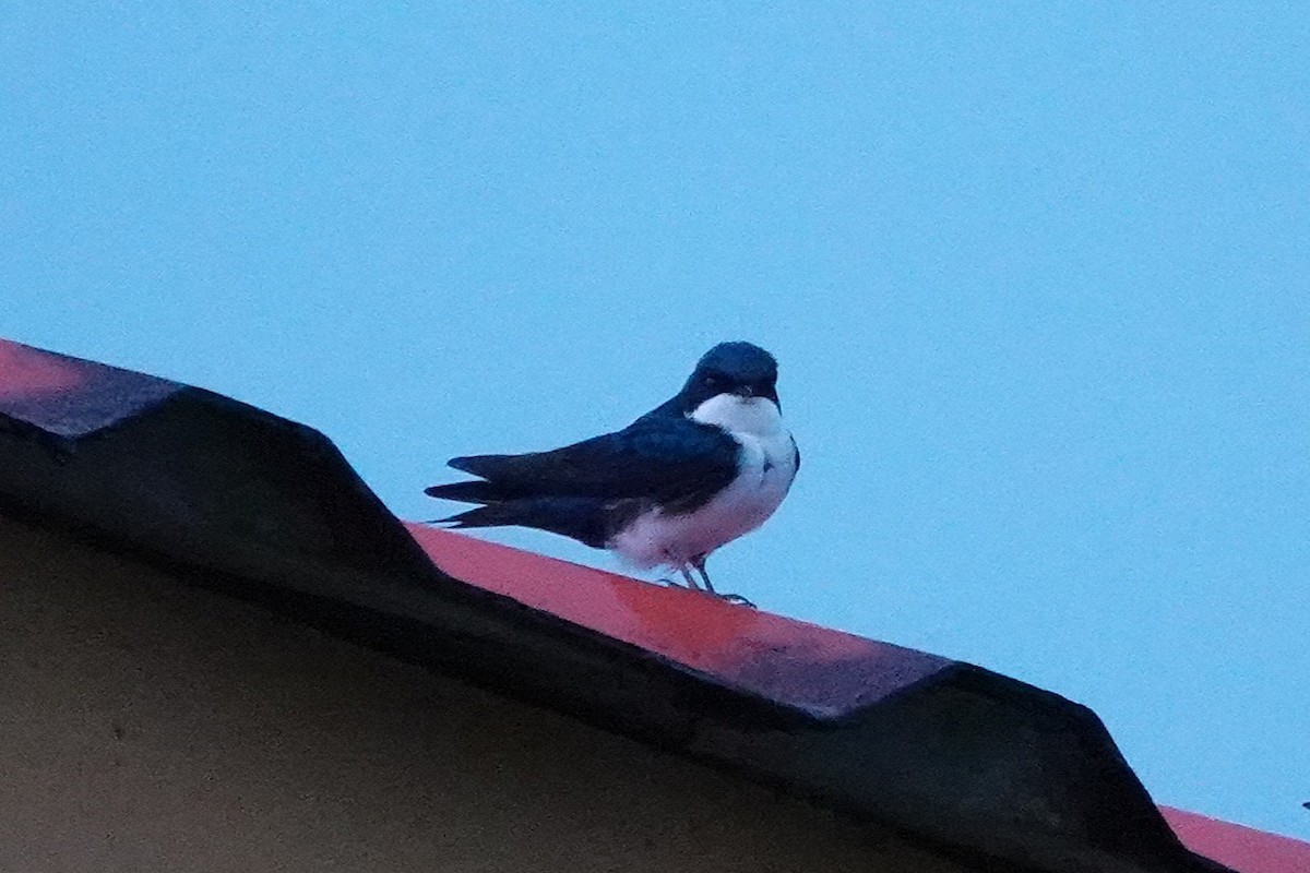 Патагонская ласточка - ML649135876