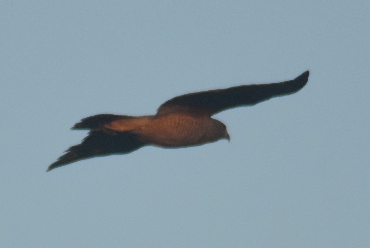 Дорожный канюк - ML649135939