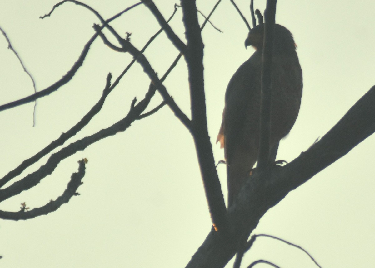 Дорожный канюк - ML649135940