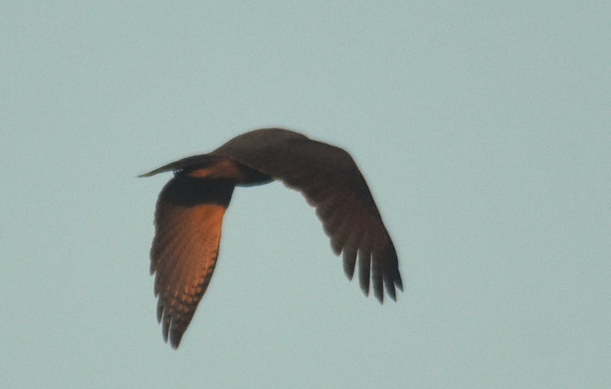 Дорожный канюк - ML649135941